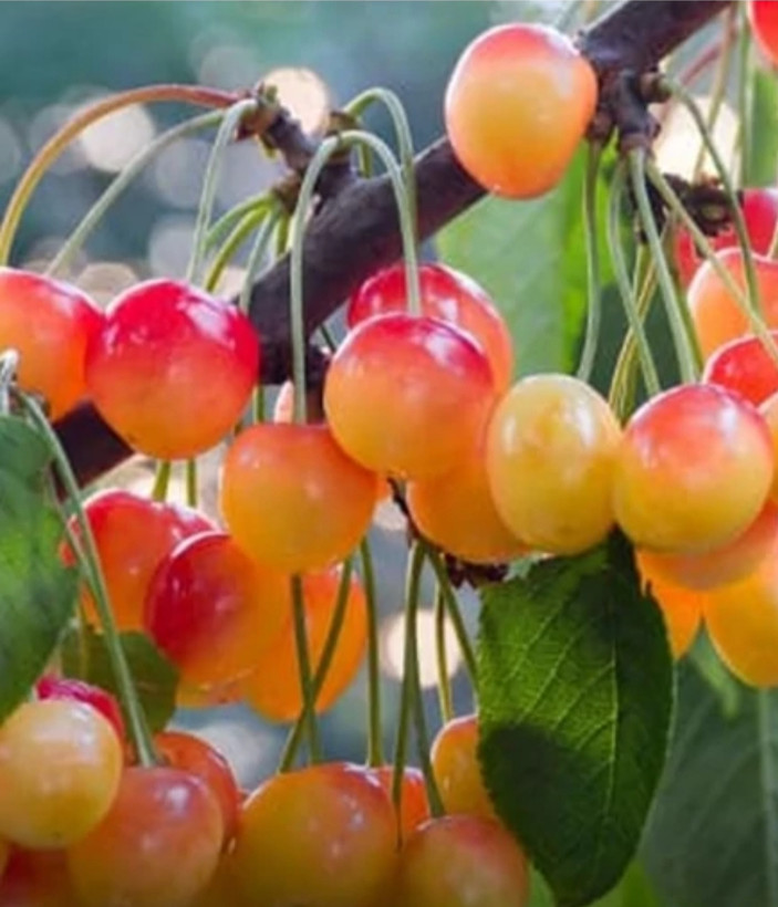 خرید نهال گیلاس زرد درشت شیرین اب دار بسیار اقتصادی مقاوم به کم ابی و سرما