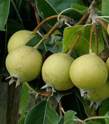 خرید نهال گلابی کلاپ درشت شیرین اب دار بسیار اقتصادی مقاوم به کم ابی و سرما