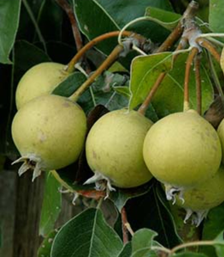 خرید نهال گلابی کلاپ درشت شیرین اب دار بسیار اقتصادی مقاوم به کم ابی و سرما