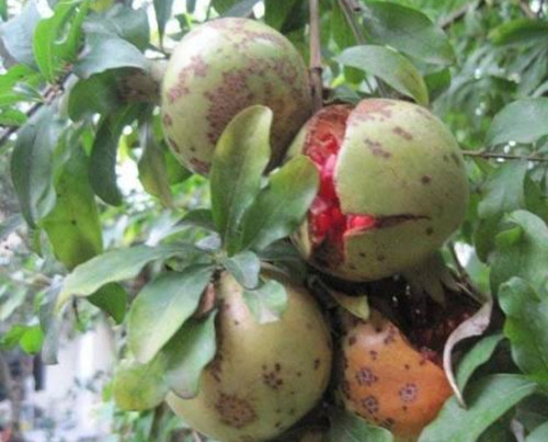 خرید نهال انار ترش جنگلی درشت بسیار اقتصادی مقاوم به کم ابی و سرما