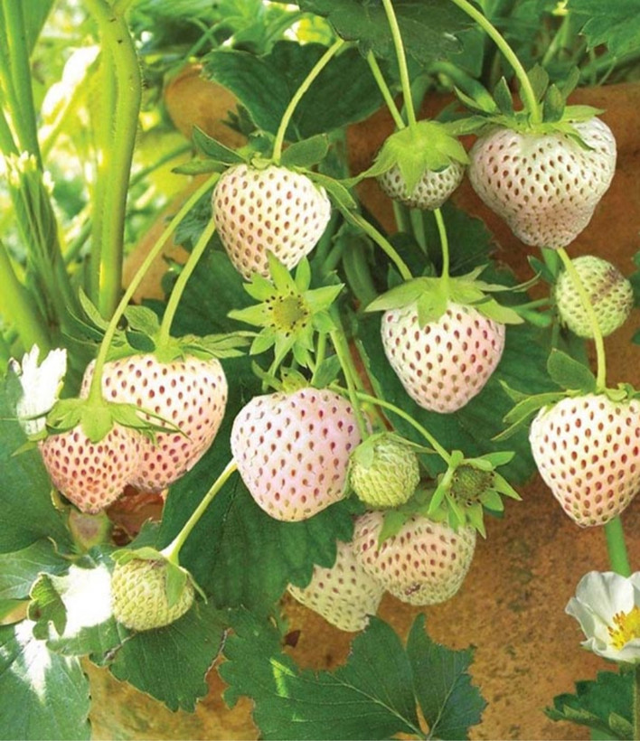 خرید نهال توت فرنگی سفید روح آلپ درشت شیرین اب دار بسیار اقتصادی مقاوم به کم ابی و سرما