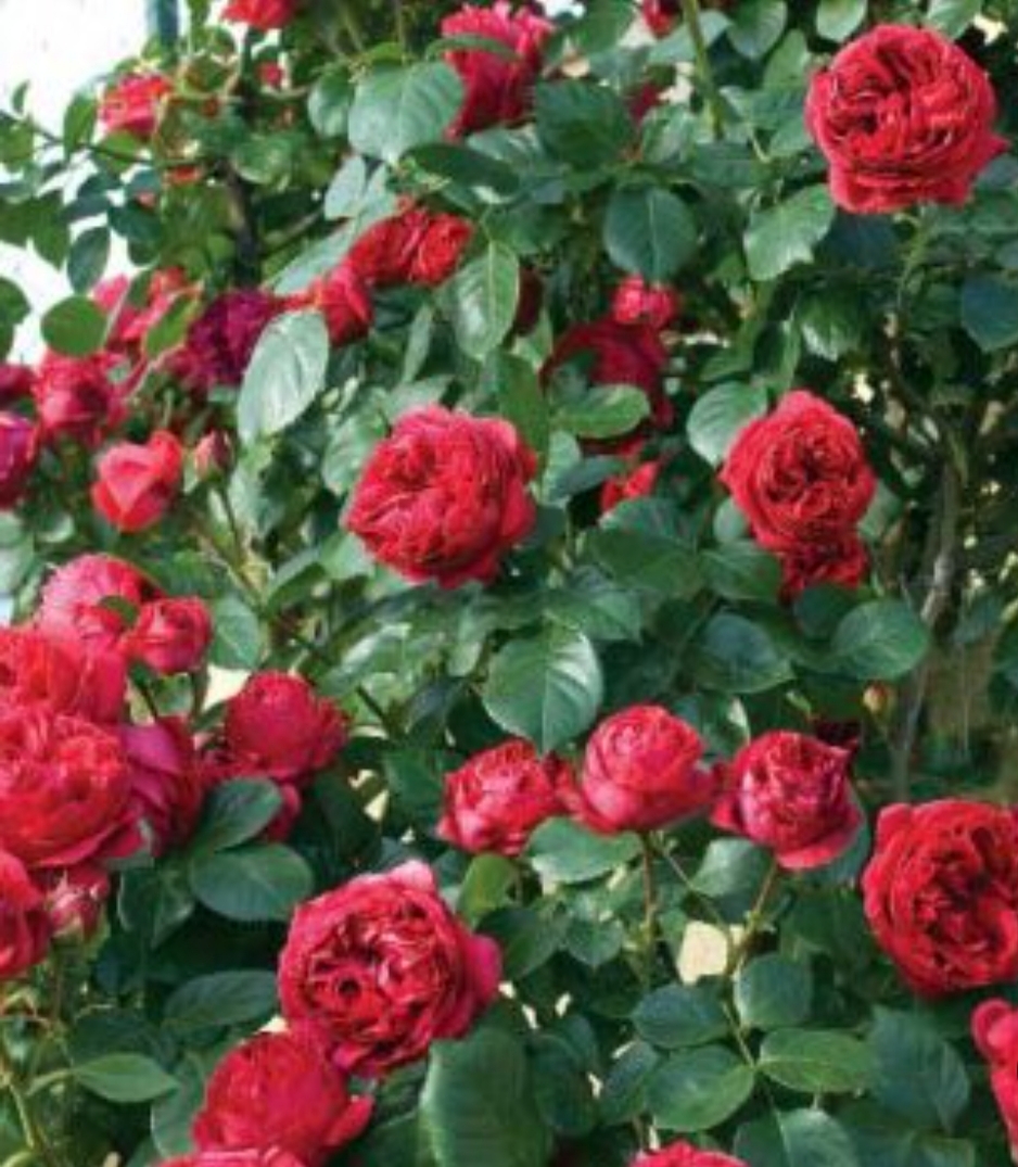 خریدنهال رز مینیاتوری گلهای بزرگ زیبا مقاوم به کم ابی و به گرما