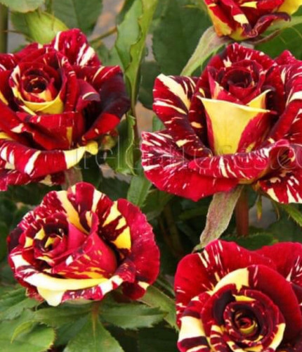 خرید نهال رز کهکشانی با گل های بزرگ درشت زیبا مقاوم به کم ابی و به گرما