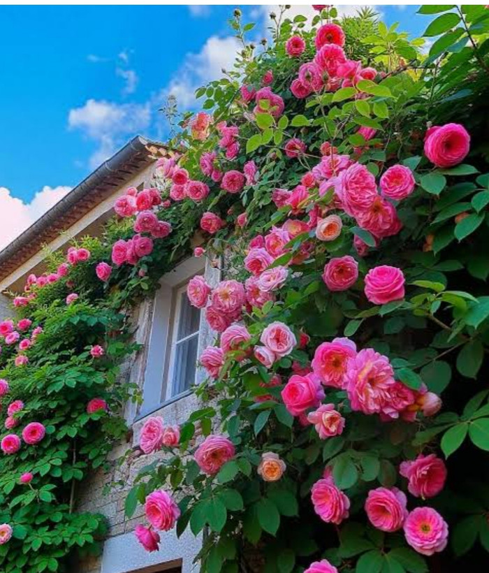 خرید نهال رز رونده صورتی با گل های درشت زیبا مقاوم به گرما وبه کم ابی