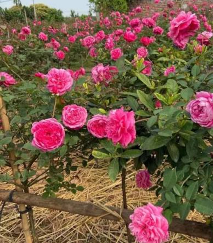 خریدنهال رز صورتی فر با گل های درشت زیبا مقاوم به کم آبی و به گرم
