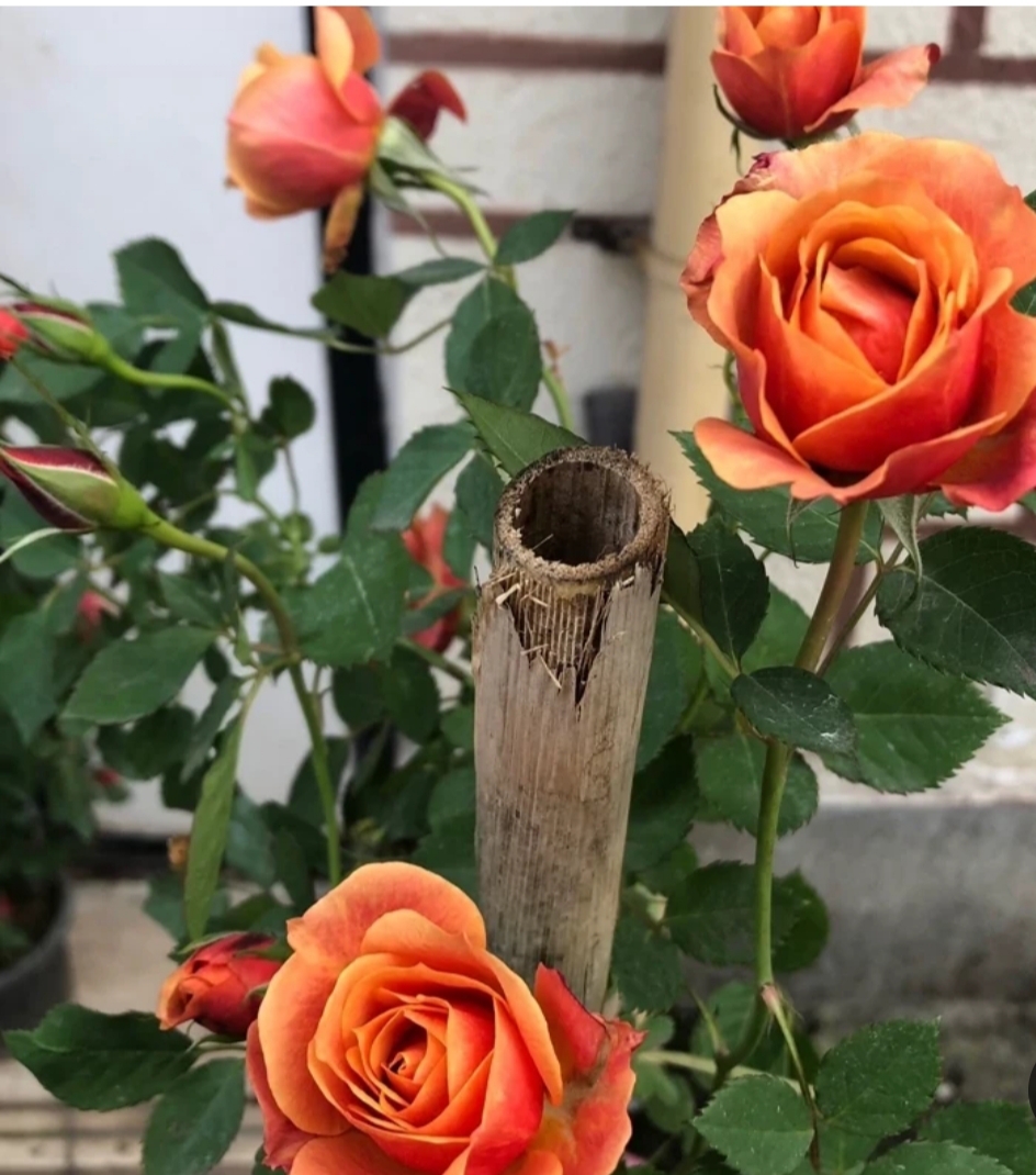 خریدنهال رز نارنجی  هلندی با گل های بزرگ و زیبا مقاوم به کم ابی و گرما